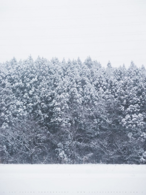 Trees In Snow Japan