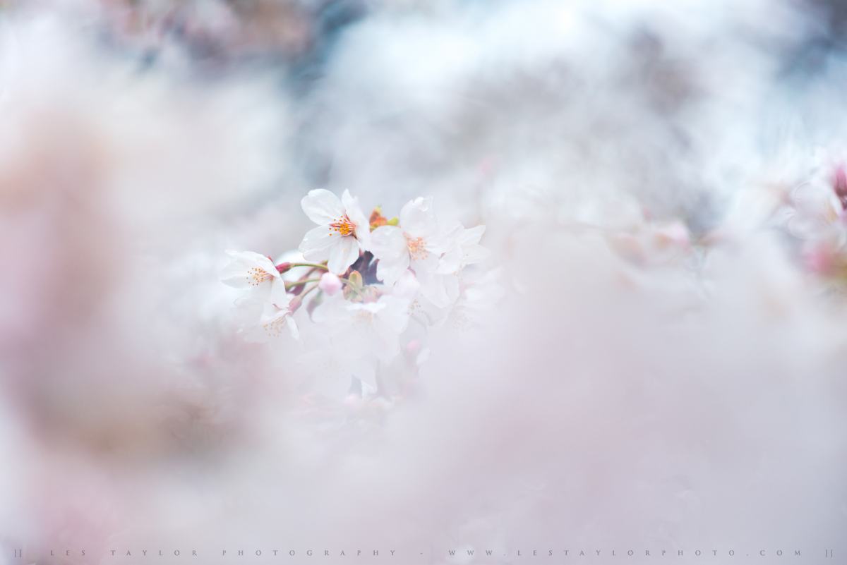 cherry blossoms japan