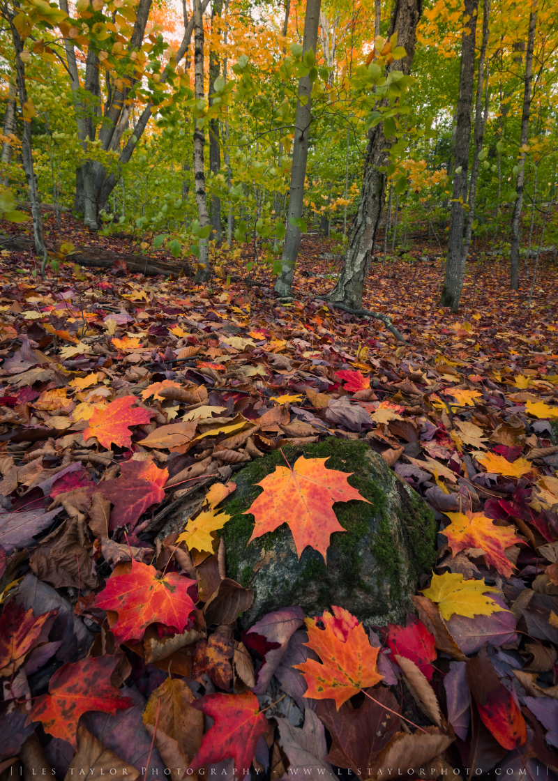 Fallen leaves in Crawford Notch Autumn