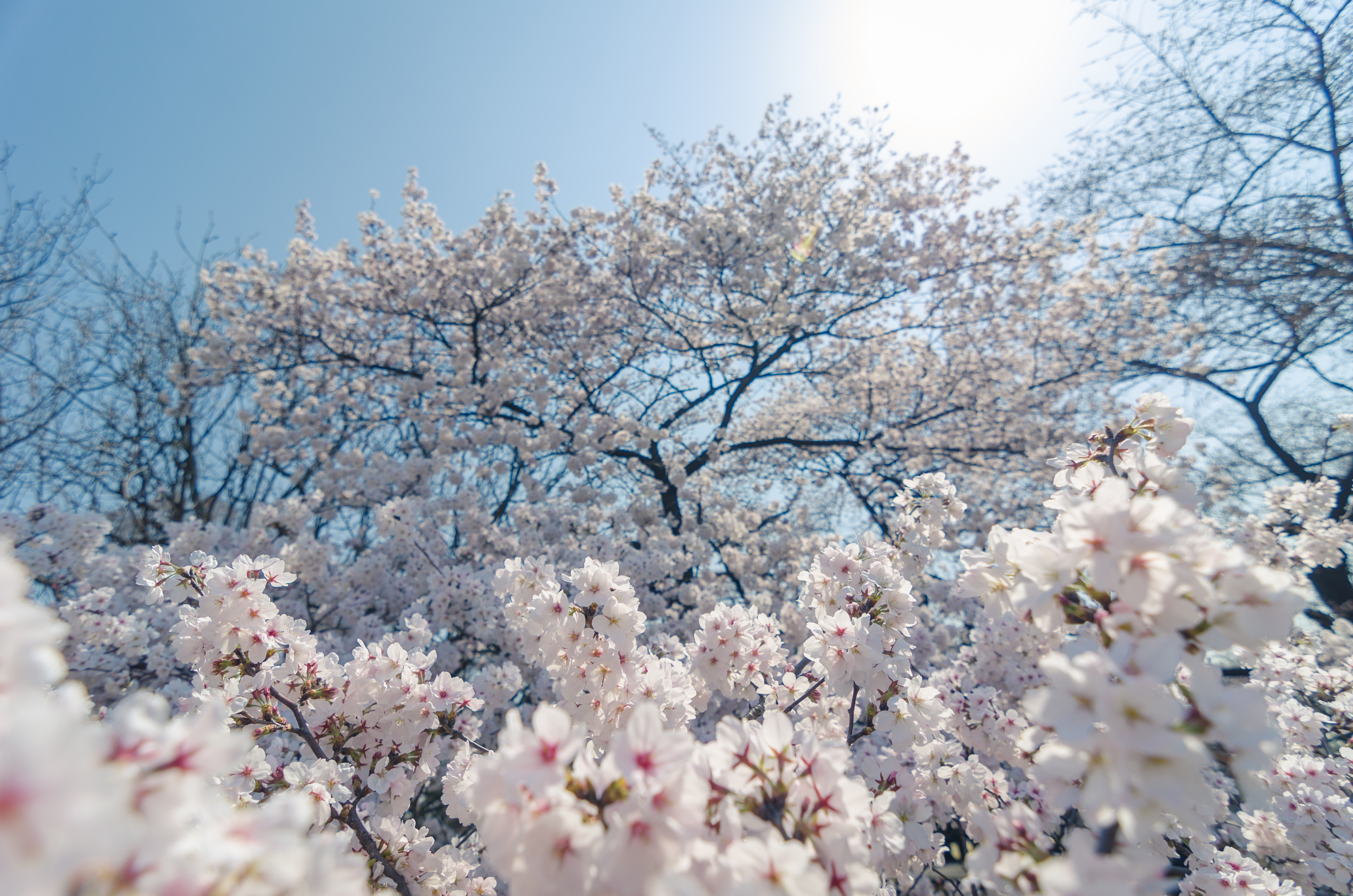 Beautiful Cherry Blossom tree in Japan