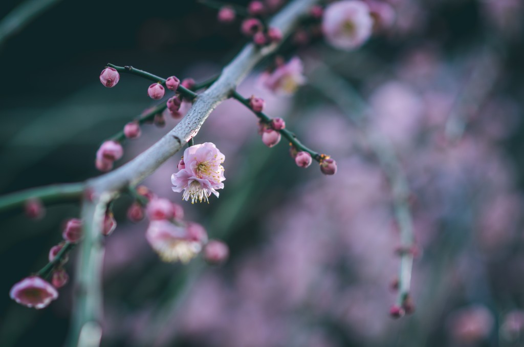 Photo of Japanese plum blossoms