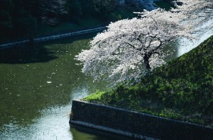 Photo of single cherry blossom tree