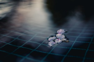 Photo of Cherry Blossom petals