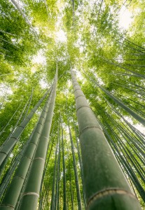 Photo of bamboo in Japan