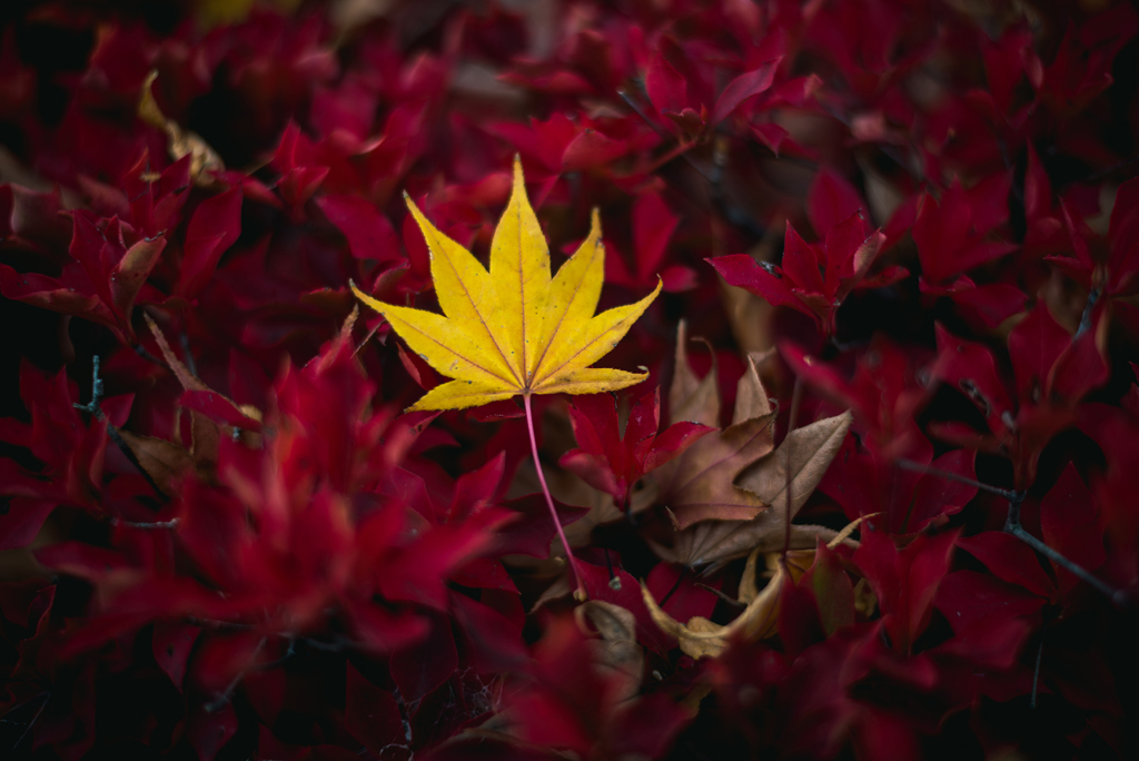 Photo of yellow autumn leaf