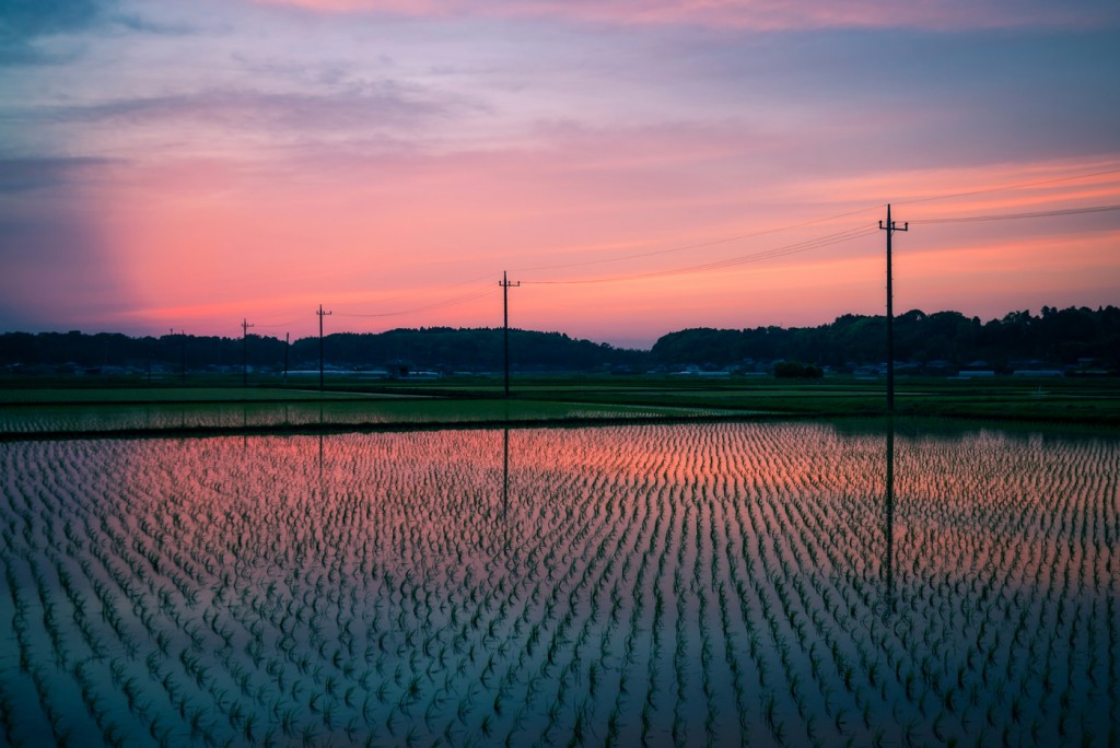 rice fields in Japan