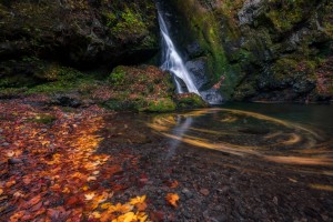 Autumn leaves swirling in water