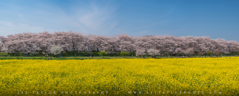 Cherry Blossoms and Rapeseed Flowers at Gongendo Park