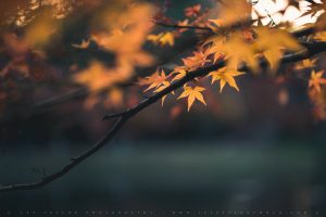 autumn leaf japan